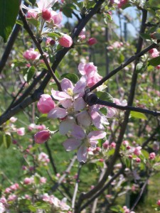 Apple bloom (cv. Egremont Russet)
