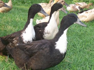 Black Swedish Ducks