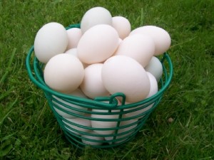 duck-eggs5
