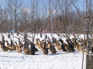 winter-ducks